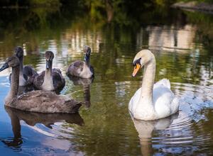 River Arrow family of swans drifting past the park photo