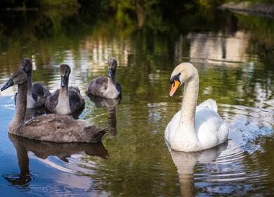 Swans on the River walk at Arrow Bank photo