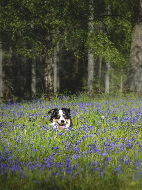 Dog friendly  caravan site in Herefordshire, Midlands, Heart of England