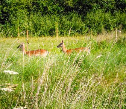 Wild deer on the Nature trail at Arrow Bank photo