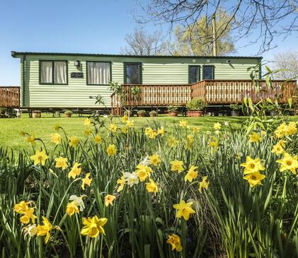 Daffodils at Arrow Bank 5 star holiday park Herefordshire