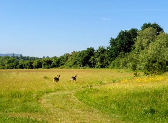 Nature trail at Arrow Bank photo