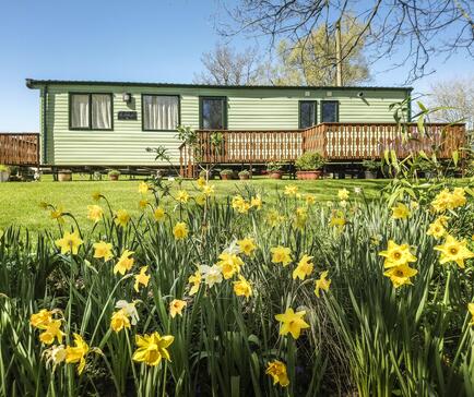 Daffodils at Arrow Bank 5 star holiday park Herefordshire