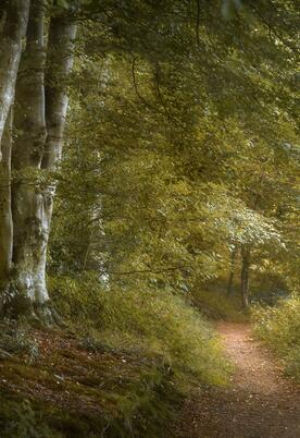 Wapley Hill Fort woodland walks