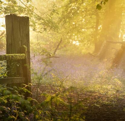 Spring woodland morning near Pearl Lake and Arrow Bank photo