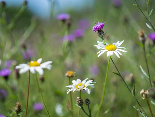 Nature trail at Arrow Bank wild flower meadow