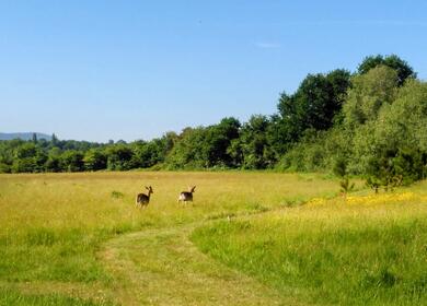 5 star caravan holiday park with nature trail