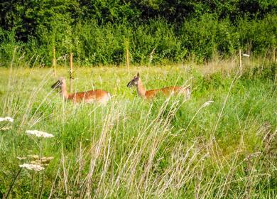 5 star caravan holiday park with nature trail