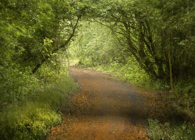 Woodland walk 5 star dog friendly holiday park photo