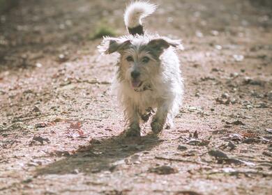 dog friendly caravan site in Herefordshire, England