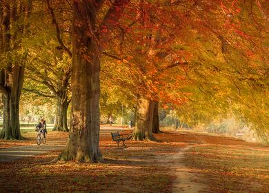 Autumn alongside the River Wye in Hereford photo