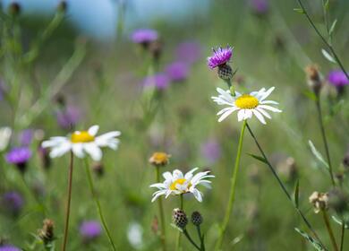 nature trail wildflower meadow 5 star caravan holiday park Herefordshire