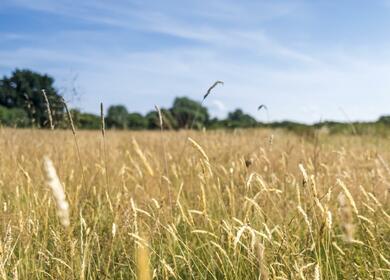 nature trail wildflower meadow 5 star caravan holiday park Herefordshire