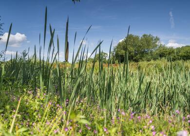 nature trail wildflower meadow 5 star caravan holiday park Herefordshire