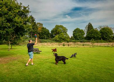 dog friendly caravan park - dogs playing off lead