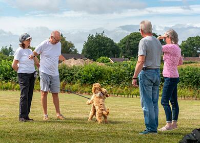 dog friendly holiday park - dogs playing together