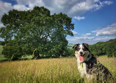 dog friendly caravan site in Herefordshire, England