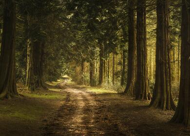Mountain biking in woodland at Wapley Hill Fort