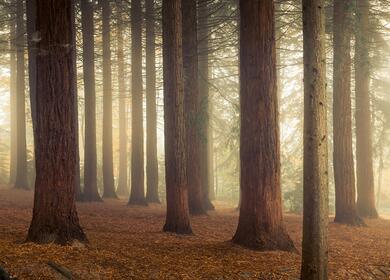Queens Wood Country Park, Leominster, Hereford